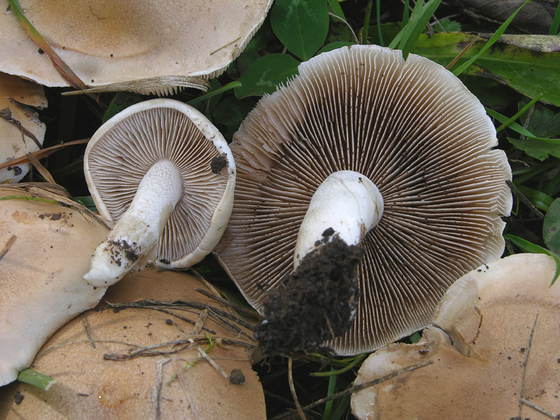 Hebeloma crustuliniforme